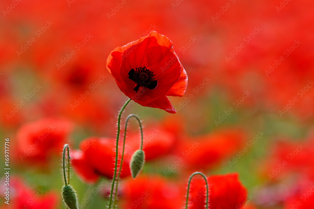 Obraz premium Poppy field near Uzhgorod, Transcarpathia, Ukraine