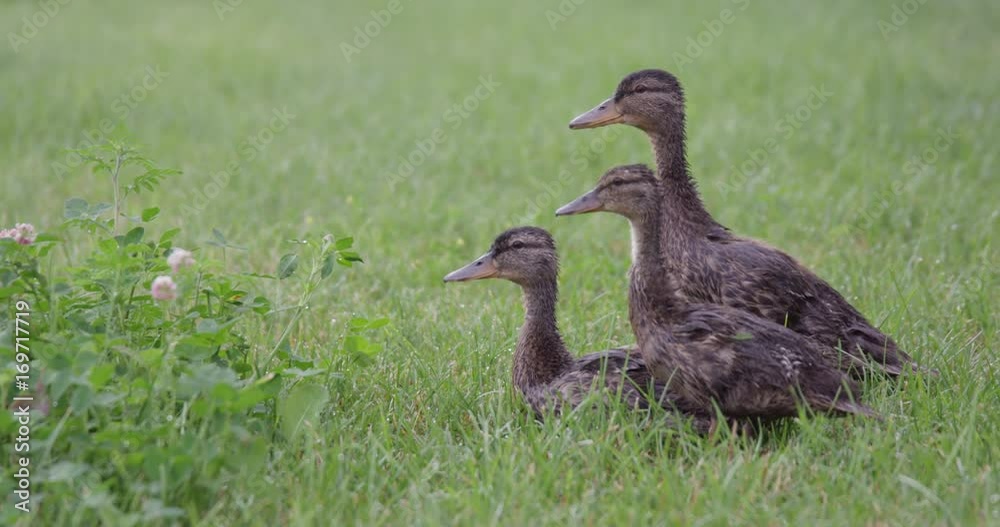 Ducklings isolated in grass - static shot - slow motion Ducklings isolated in grass - static shot - slow motion