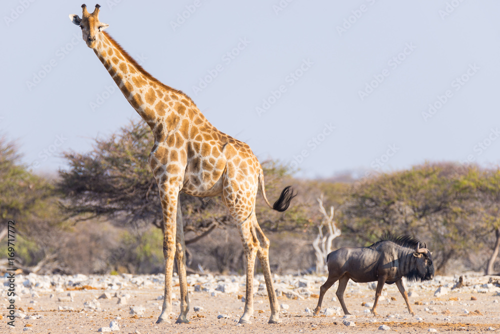 Naklejka premium Giraffe and Blue Wildebeest walking in the bush. Wildlife Safari in the Etosha National Park, famous travel destination in Namibia, Africa.