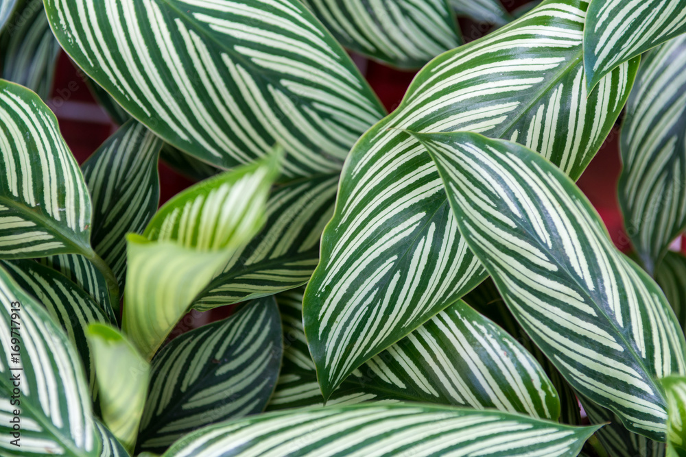 Fototapeta premium Green white leaves pattern