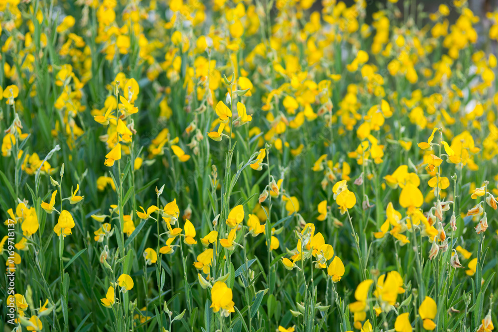 Fototapeta premium sunhemp flowers in field. sunhemp flowers background. blurred and soft focus of sunhemp field