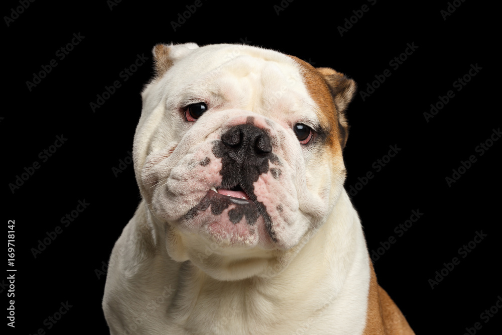 Close-up portrait of dog british bulldog breed, white and red color funny looking in camera on isolated black background Close-up portrait of dog british bulldog breed, white and red color funny looking in camera on isolated black background