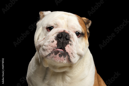 Close-up portrait of dog british bulldog breed, white and red color funny looking in camera on isolated black background