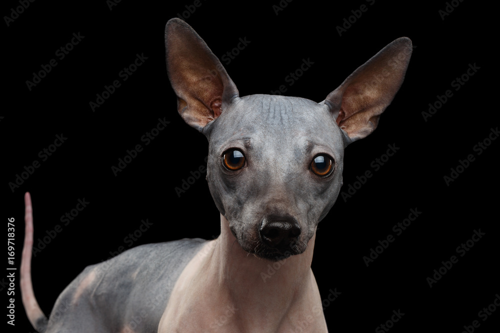 Cose-up American Hairless Terrier Dog Isolated on Black Background
