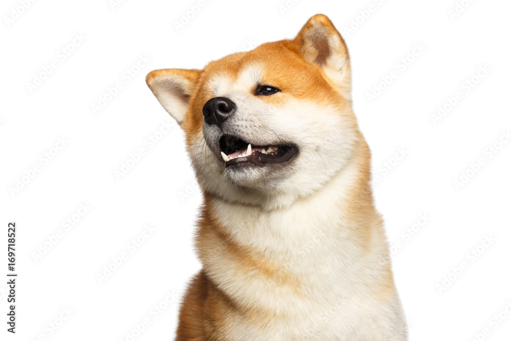 Funny Portrait of Akita inu Japanese breed of Dog, Looks Cute on isolated white background, front view Funny Portrait of Akita inu Japanese breed of Dog, Looks Cute on isolated white background, front view