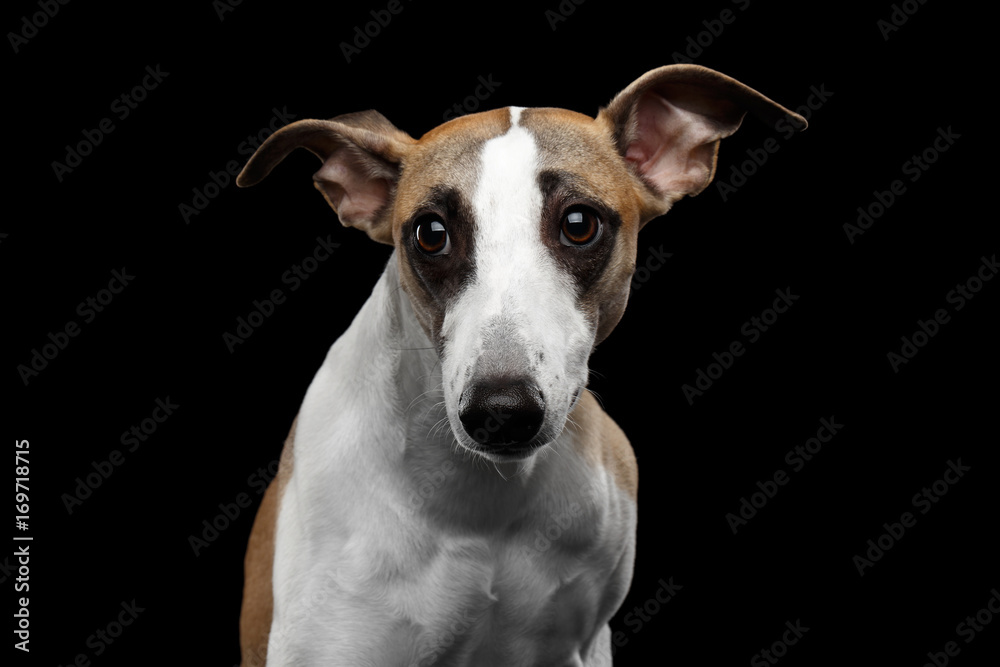 Sad Portrait of Whippet Dog on Isolated Black Background