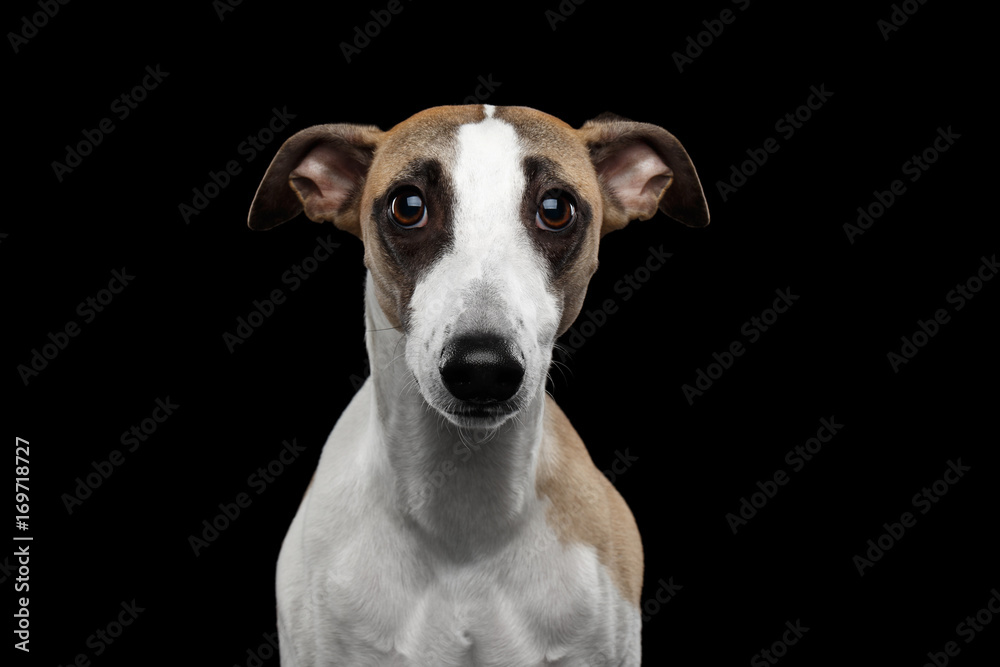 Sad Portrait of Whippet Dog on Isolated Black Background Sad Portrait of Whippet Dog on Isolated Black Background