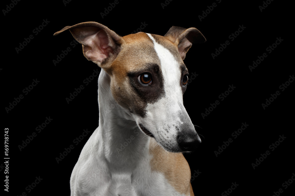 Adorable Portrait of Whippet Dog on Isolated Black Background Adorable Portrait of Whippet Dog on Isolated Black Background