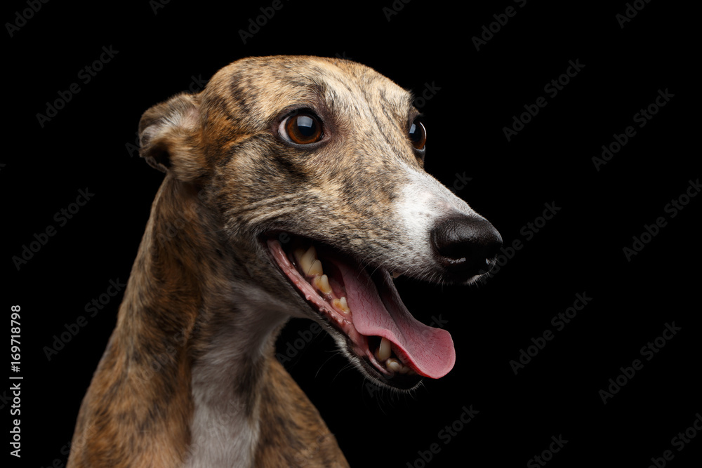 Funny Portrait of Whippet Dog on Isolated Black Background