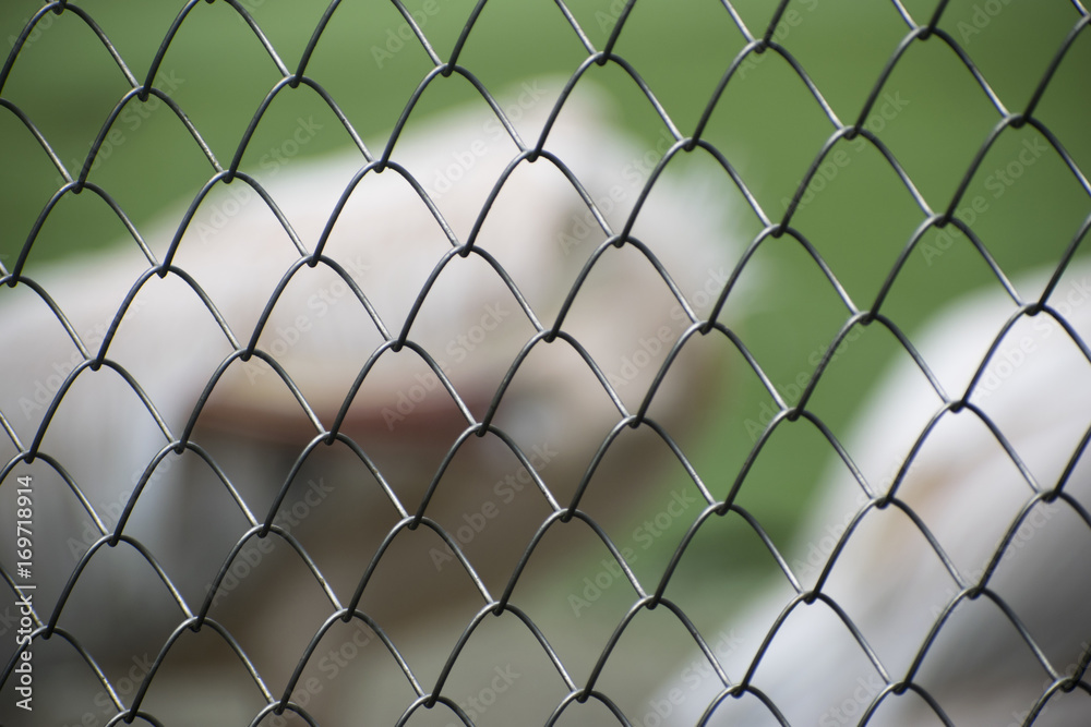 fence in focus fence in focus