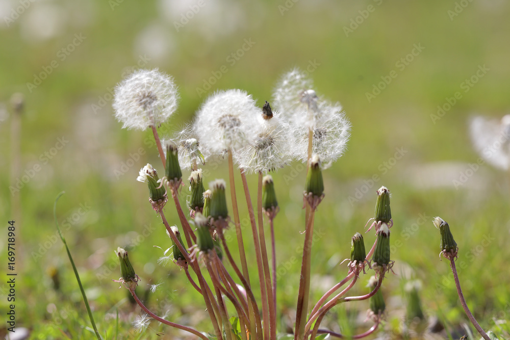 Pusteblumen (Taraxacum officinale)
Pusteblumen (Taraxacum officinale)