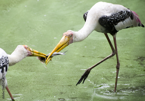 Canvas Print bird stork fighting food