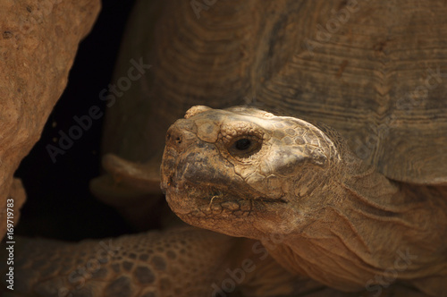Большая черепаха выползает из норы. Степная черепаха смотрит в камеру