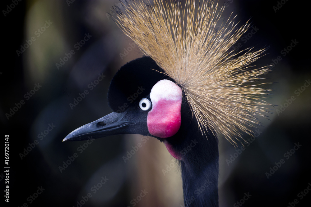 Foto colorful crowned crane bird