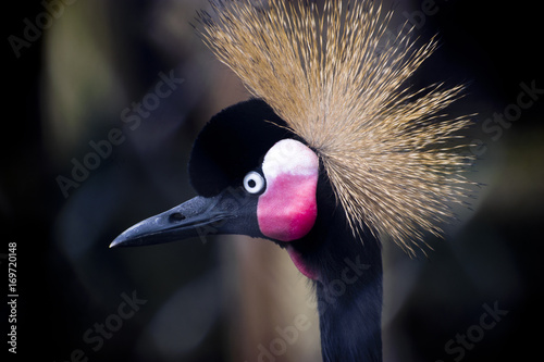 colorful crowned crane bird