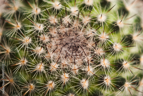 the texture of the cactus in full screen