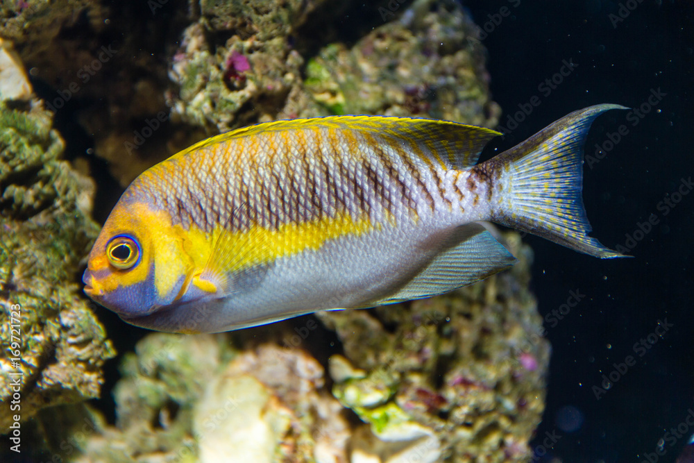 Masked Swallowtail Angelfish as known as True Japanese Swallowtail Angelfish (Genicanthus semifasciatus) Male Masked Swallowtail Angelfish as known as True Japanese Swallowtail Angelfish (Genicanthus semifasciatus) Male