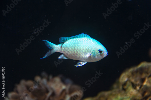 Blue/Green Reef Chromis (Chromis viridis)