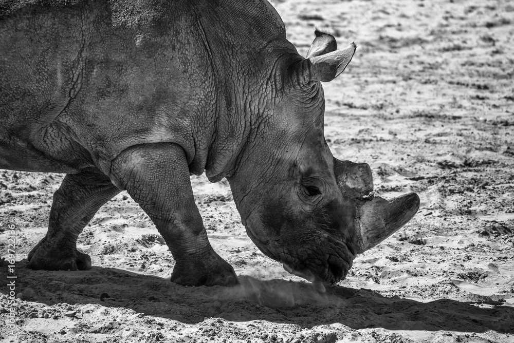 Fototapeta premium Big rhinoceros on a field
