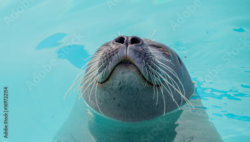 Cute seal in the water © anderm