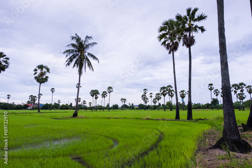 Asian Palmyra palm, Toddy palm, Sugar palm with the green grass field