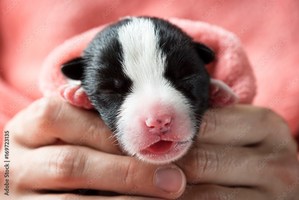 Newborn little puppy wrapped in a pink fleece blanket in female hands
Newborn little puppy wrapped in a pink fleece blanket in female hands