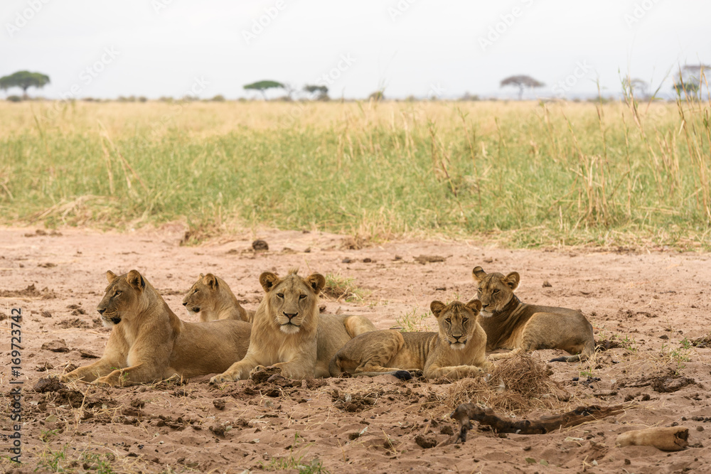 Naklejka premium ruhende Löwenfamilie im Tarangire Nationalpark, Tansania, Afrika
