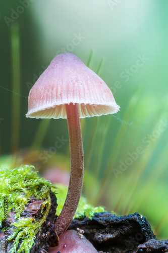 A small mushroom stands between moss