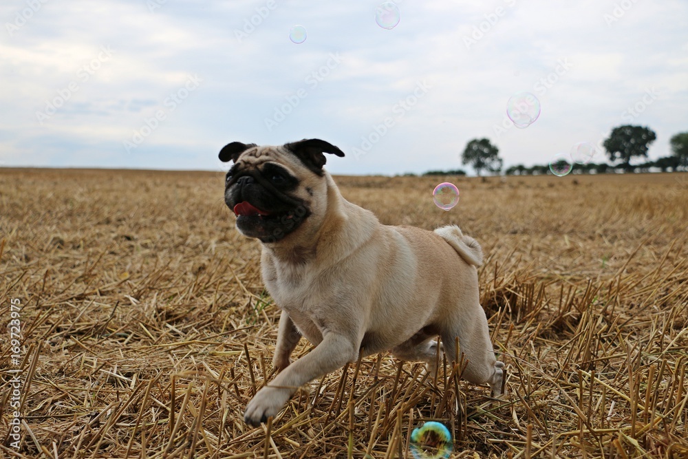 Obraz premium kleiner Mops mit Seifenblasen auf einem Stoppelfeld