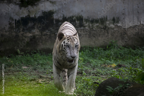 bengal tiger white rare color photo