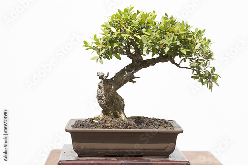 Common box (buxus sempervirens) bonsai on a wooden table and white background