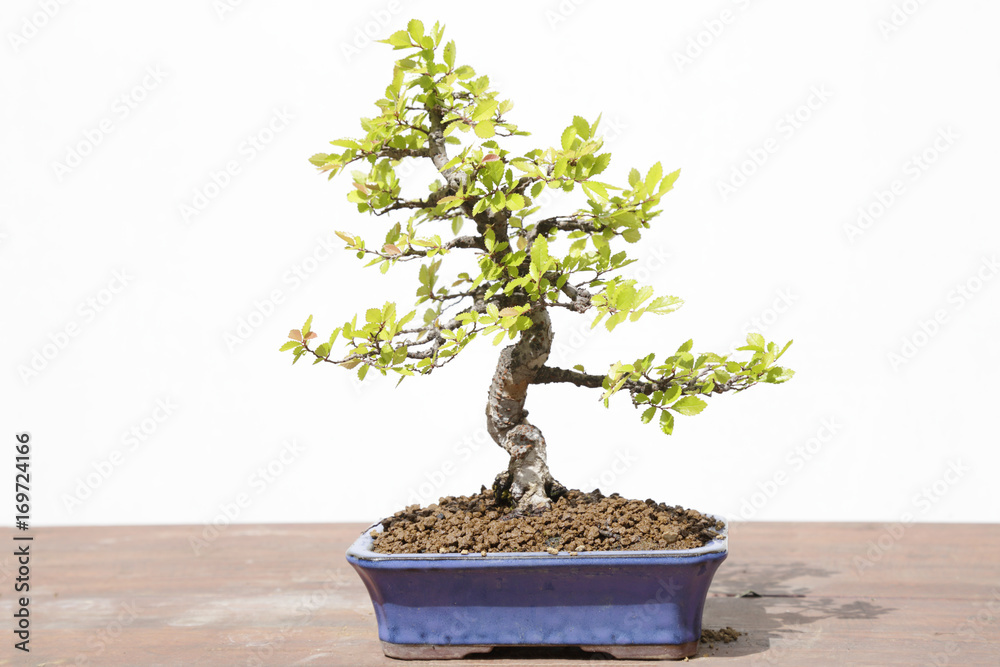 Chinese elm (Ulmus parvifolia) bonsai on a wooden table and white background Chinese elm (Ulmus parvifolia) bonsai on a wooden table and white background