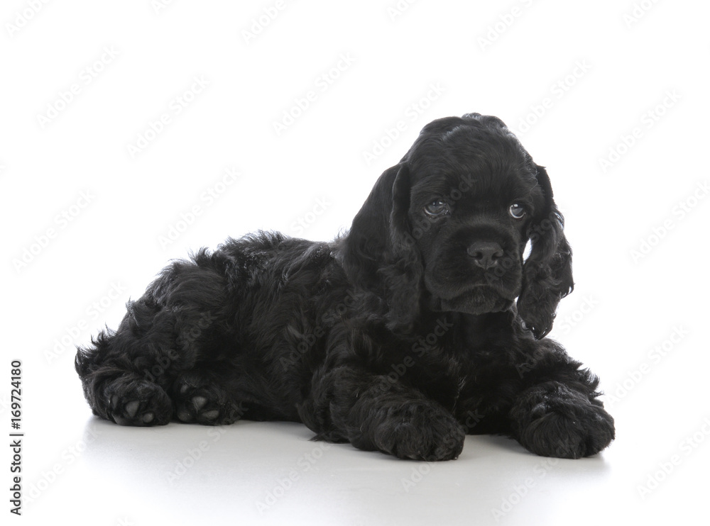 american cocker spaniel puppy american cocker spaniel puppy