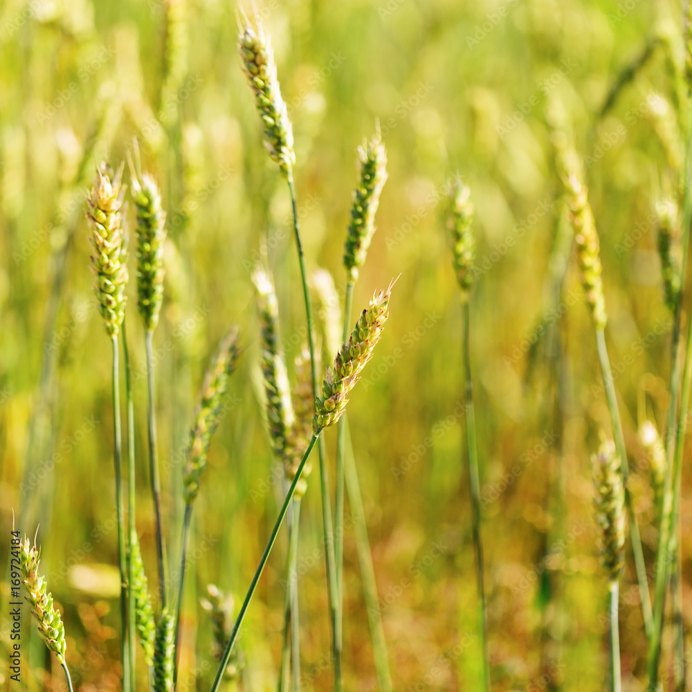 Wheat field. Fresh crop of wheat. Selective focus.