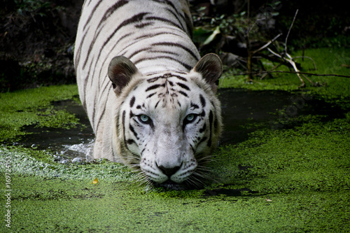 white bengal tiger photo
