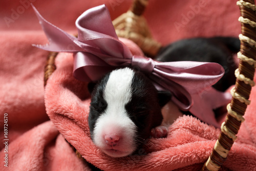 Newborn puppy sleeping in a basket curled up on the pink fleece blanket tied with ribbon 