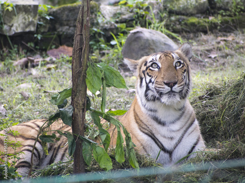Fototapeta Naklejka Na Ścianę i Meble -  bengal tiger