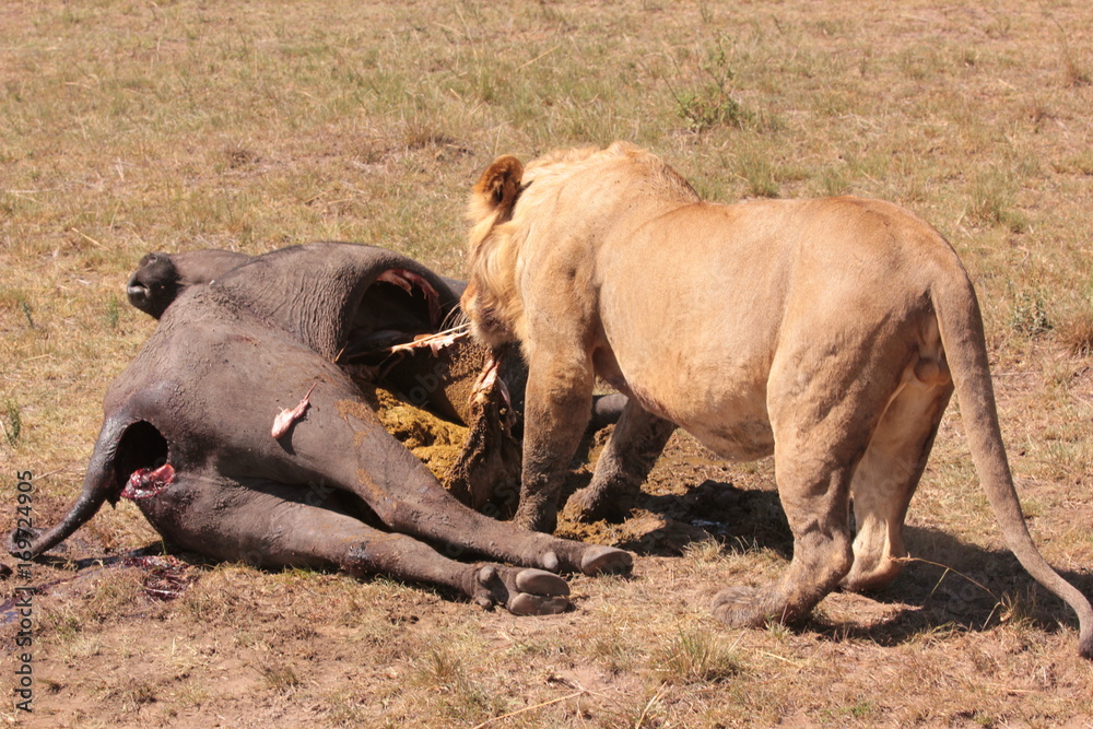 Fototapeta premium Serengeti wildlife