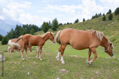 cavalli,al pascolo in montagna © Riccardo Meloni