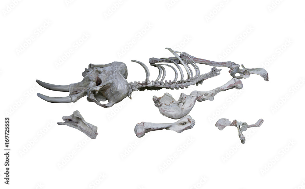 Fototapeta premium Elephant skeleton watercolor