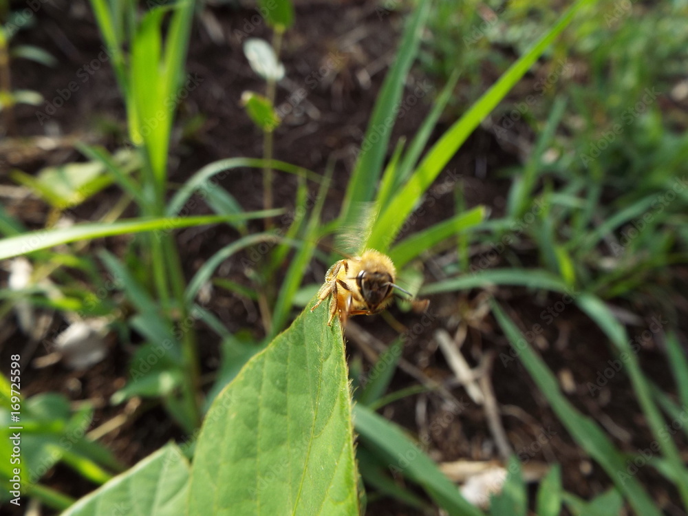 ミツバチ honeybee ミツバチ honeybee