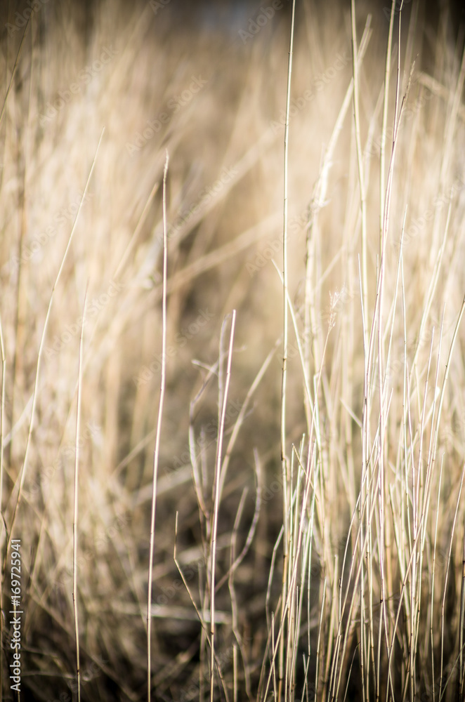 Obraz premium Halme
