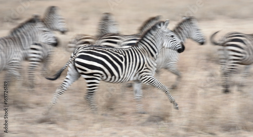 Zebras im Galopp - Impression