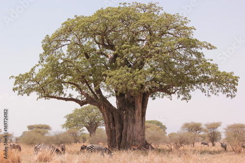 Serengeti wildlife