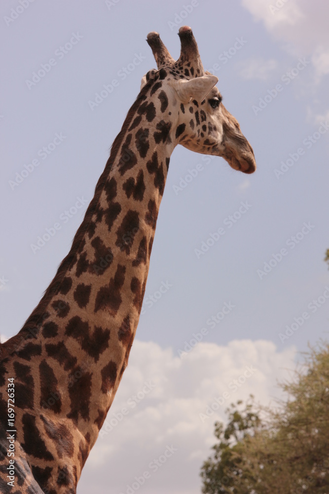 Serengeti wildlife