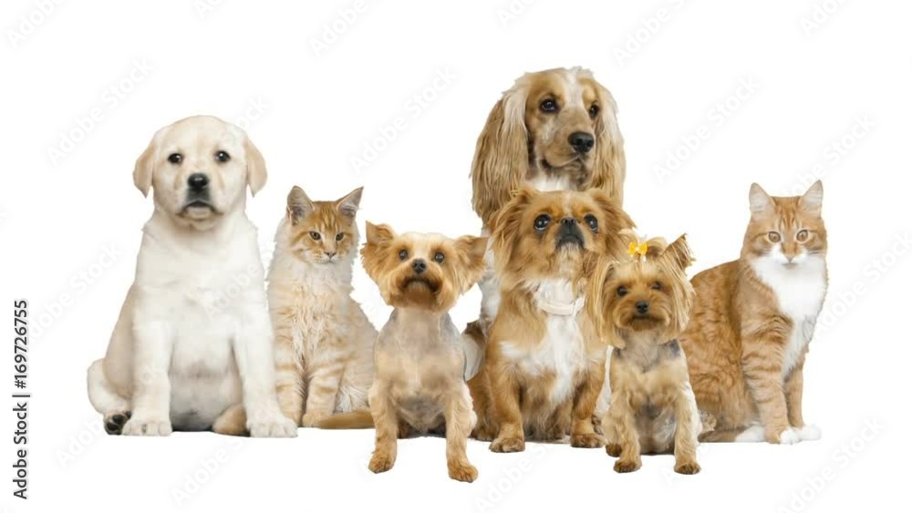 set pets on white background set pets on white background