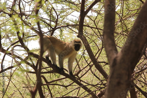 Serengeti wildlife