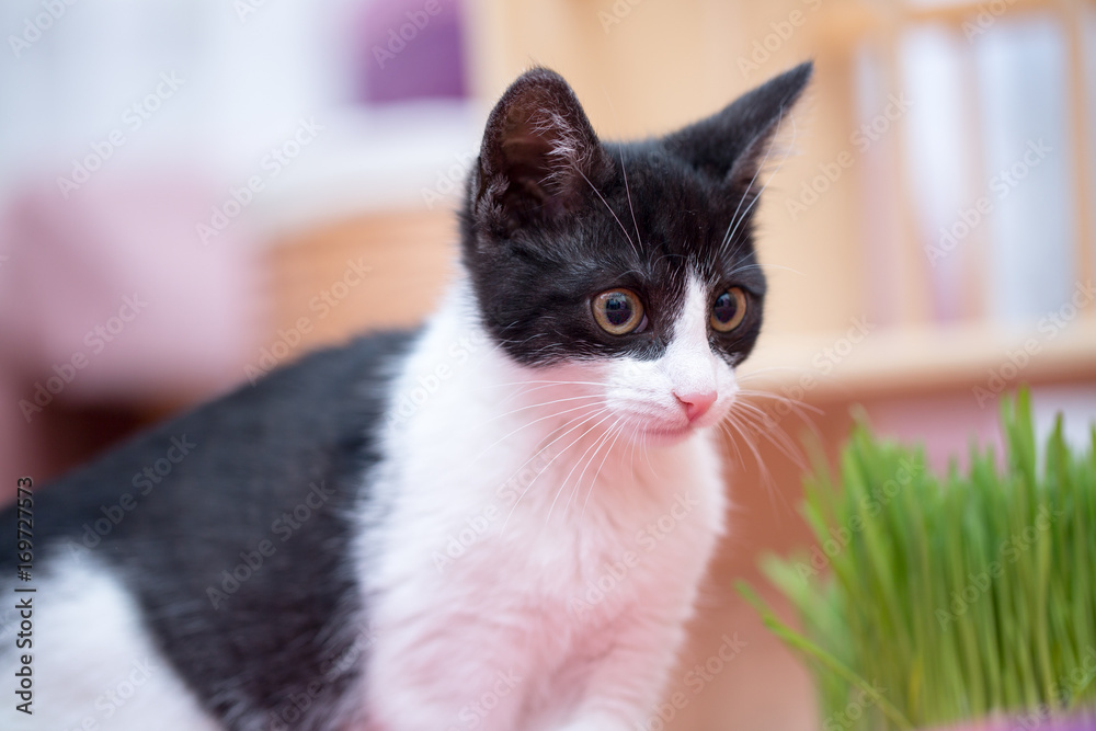 little kitty and eat grass little kitty and eat grass