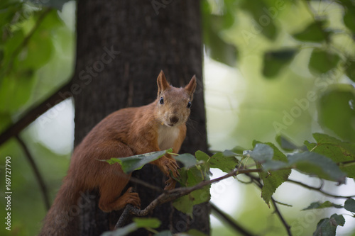 Squirrel sitting on a branch and looking at you