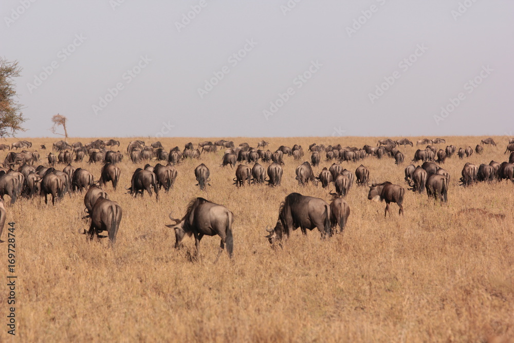 Serengeti wildlife Serengeti wildlife
